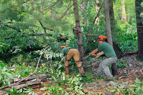 Tree Removal for Businesses in Cannon Af, NM